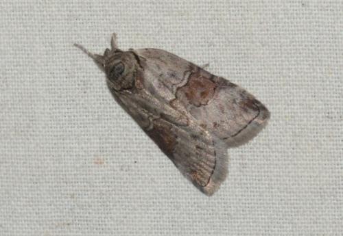 Nycteola asiatica